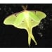 American Moon Moth Actias luna 15 Eggs or 10 larvae according to availability.
